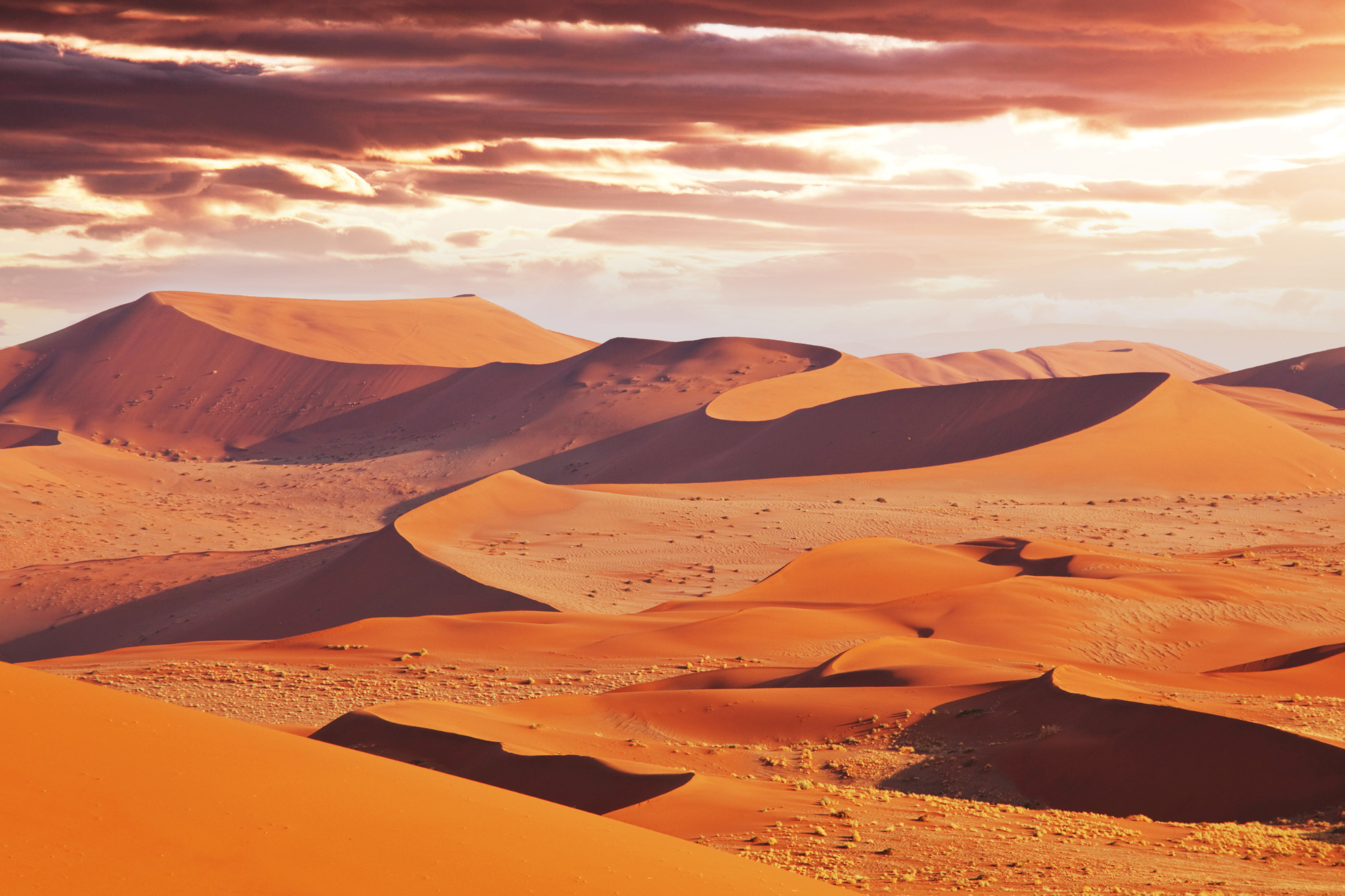 namib desert.webp